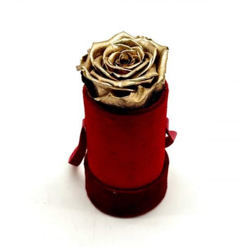 Étoile Dorée Red